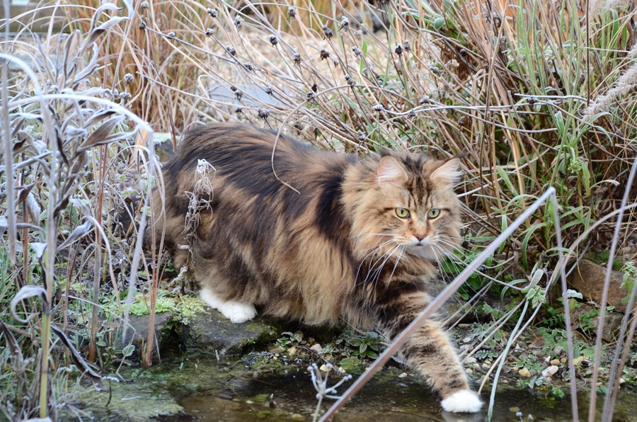 Mainecoon