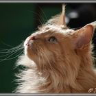 MaineCoon