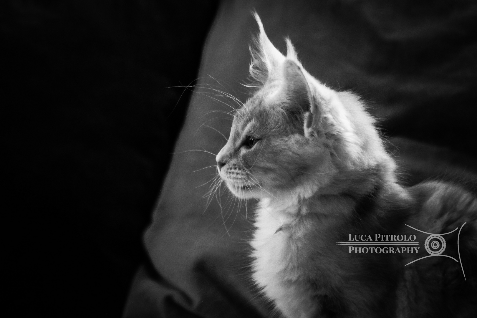 Mainecoon Black and White