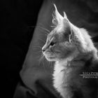 Mainecoon Black and White