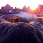 Mainecoon enjoys Sunset