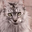 Mainecoon "Hexe"