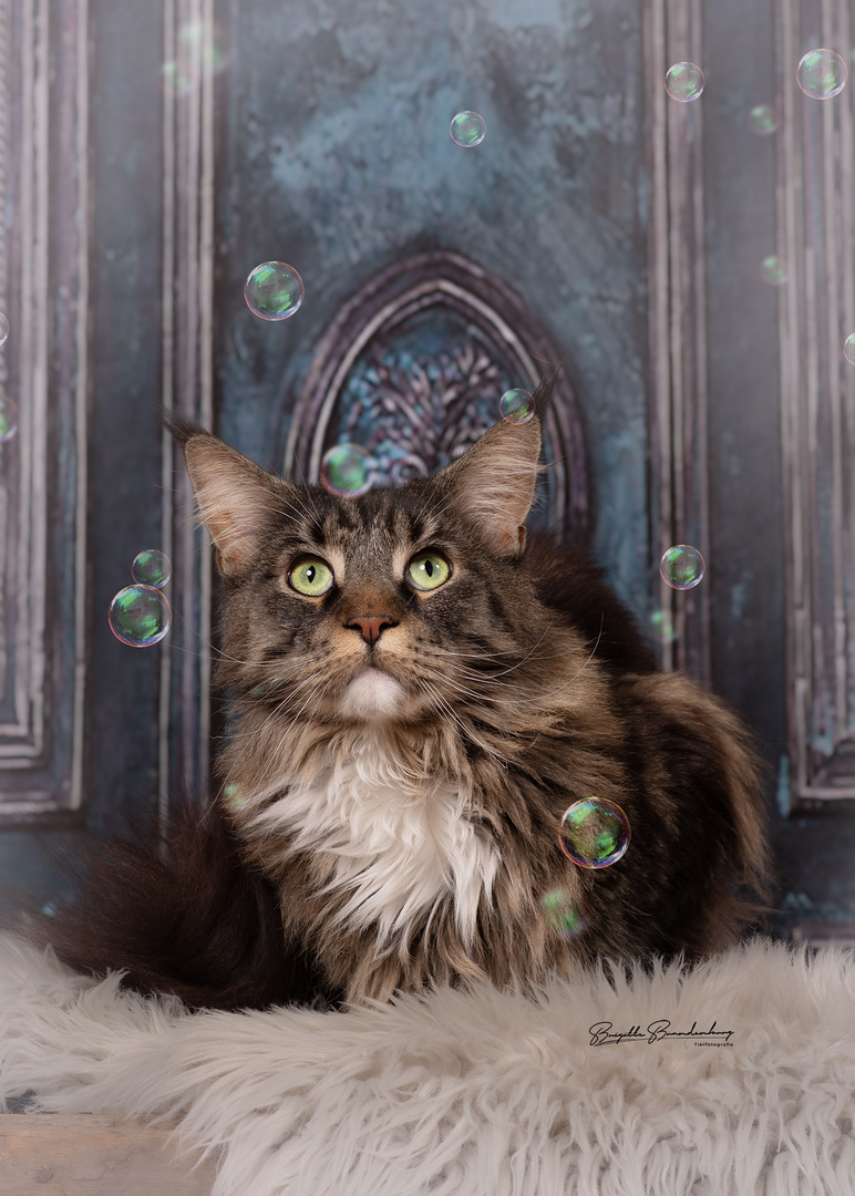 Mainecoon Kater 