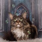 Mainecoon Kater 