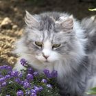 Mainecoon Katze