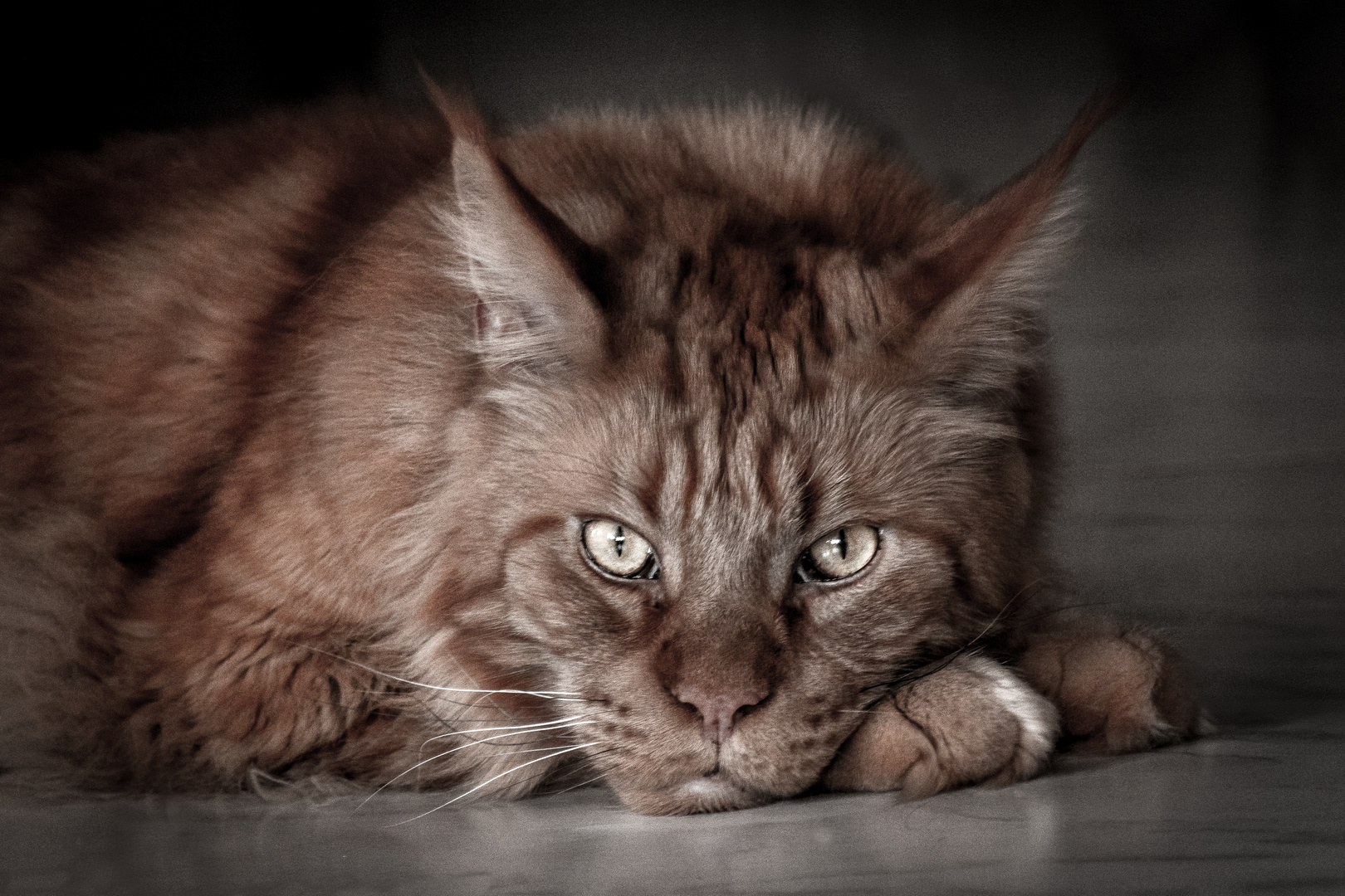 Mainecoon "Simba"