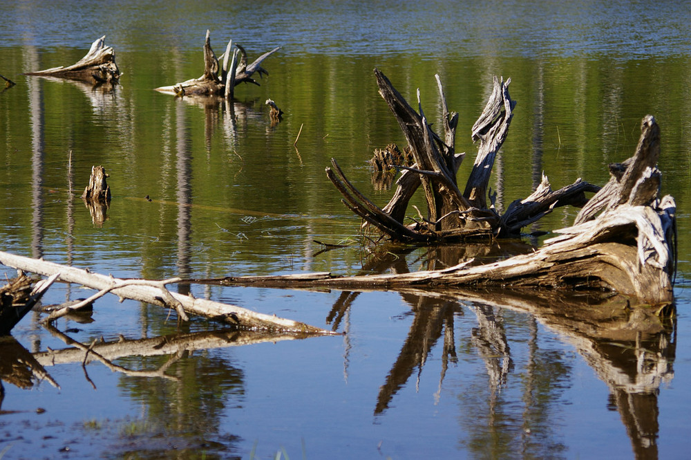 Maine_old wood _August 2008