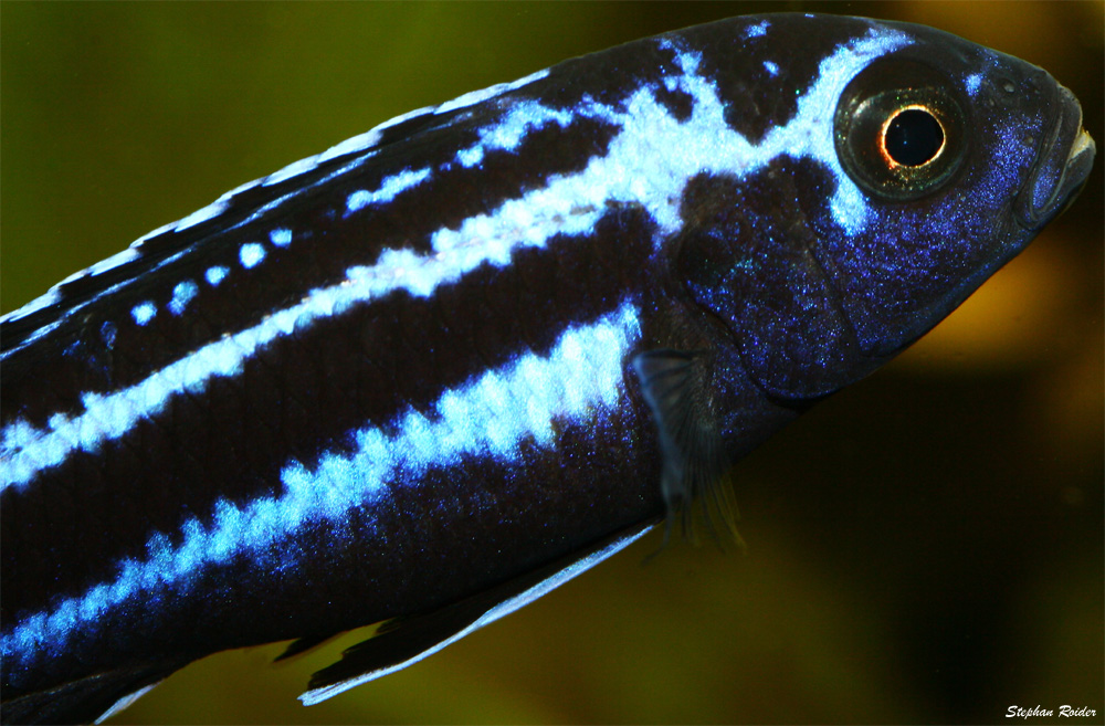 Maingano Buntbarsch - Melanochromis Maingano