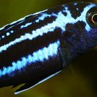 Maingano Buntbarsch - Melanochromis Maingano