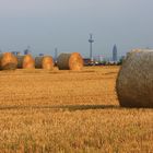 Mainhattan meets Landwirtschaft