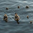 Mainparksee Nilgansfamilie DSC01041