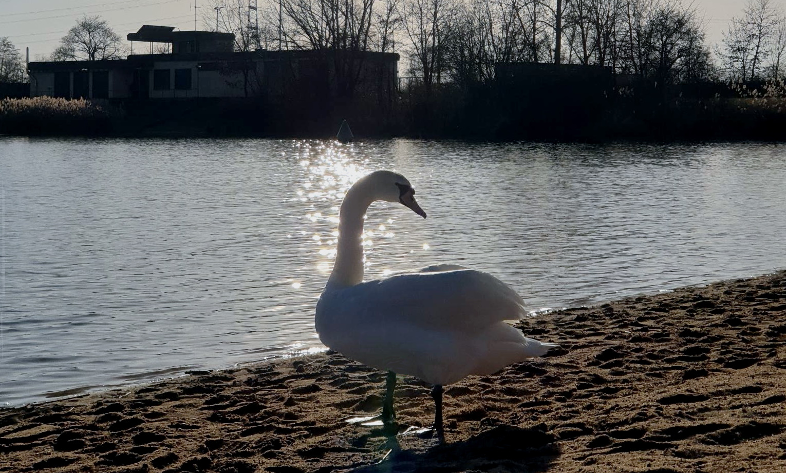 Mainparksee Wasserwacht mit Schwanen-Aufsicht