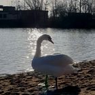 Mainparksee Wasserwacht mit Schwanen-Aufsicht