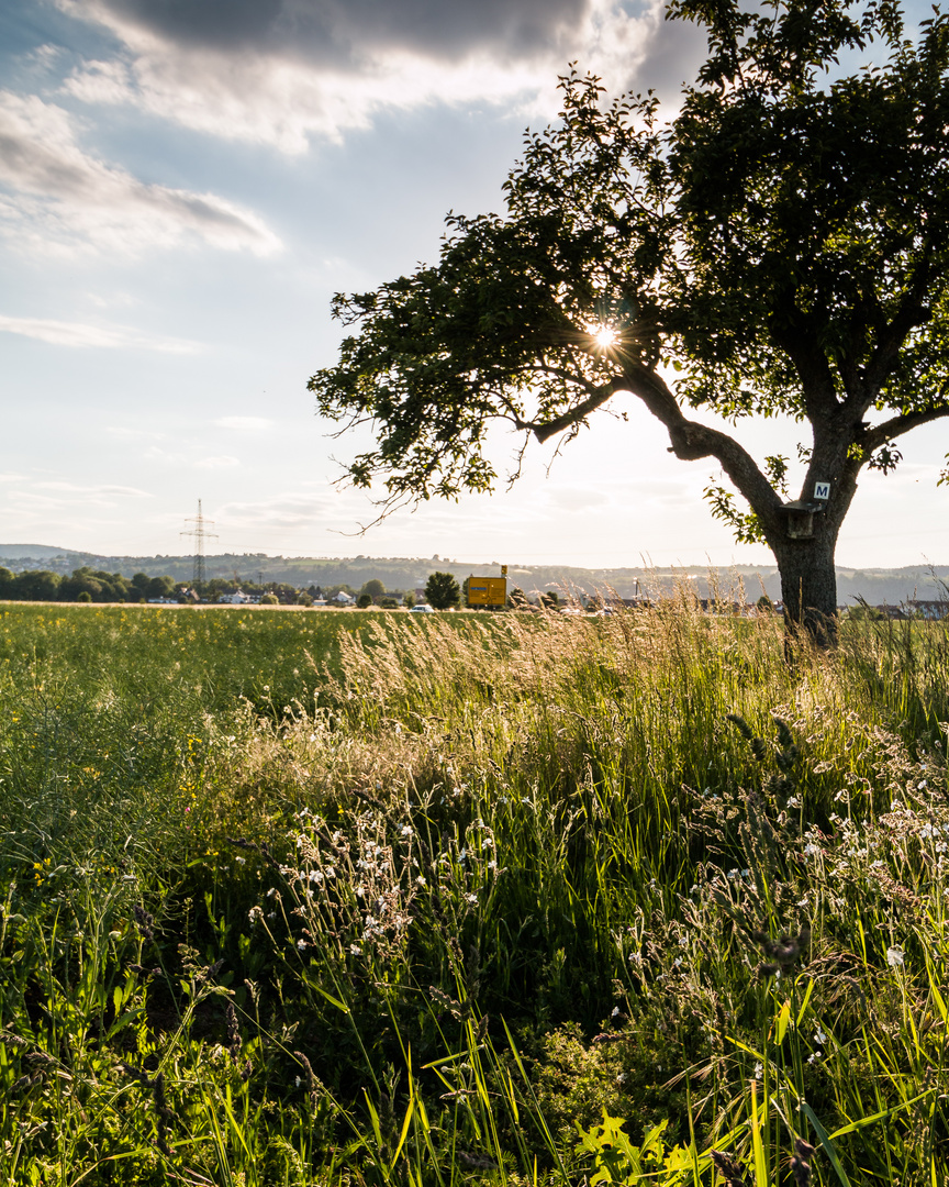 Maintalblick gegen die Sonne