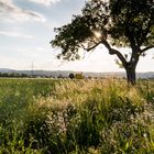 Maintalblick gegen die Sonne