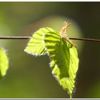 Maintenant, le printemps est là pour de bon.