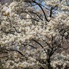 Mainz - Blüte der Felsenbirnen auf dem Romano-Guardini-Platz