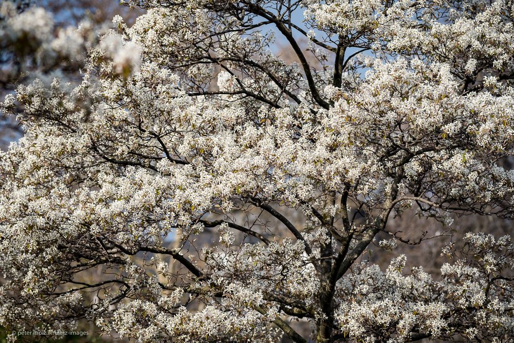 Mainz - Blüte der Felsenbirnen auf dem Romano-Guardini-Platz