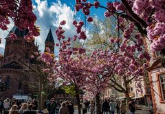 Mainz - Frühling auf dem Liebfrauenplatz (2)