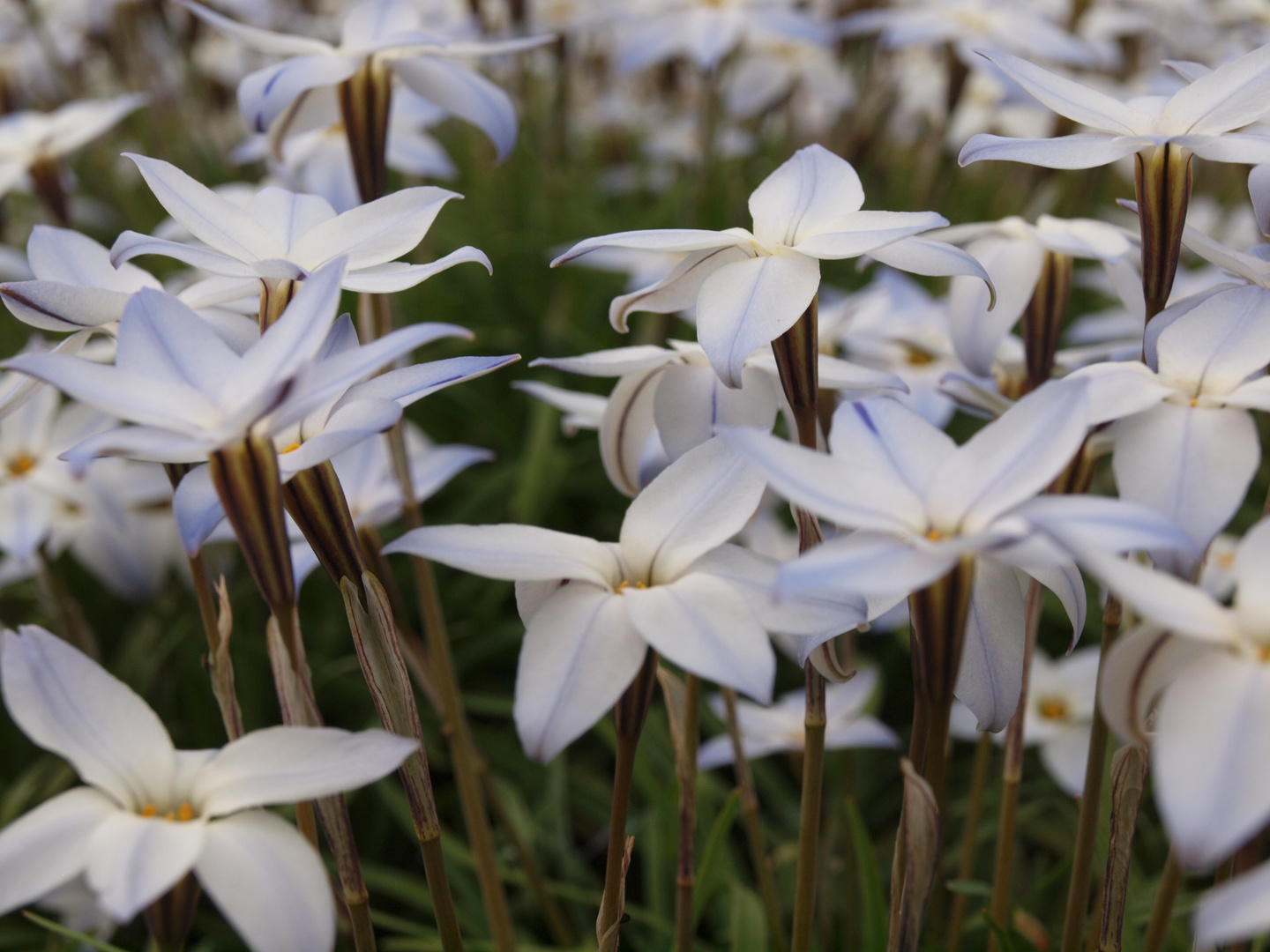 Mainz - Frühling im Botanischen Garten