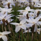 Mainz - Frühling im Botanischen Garten