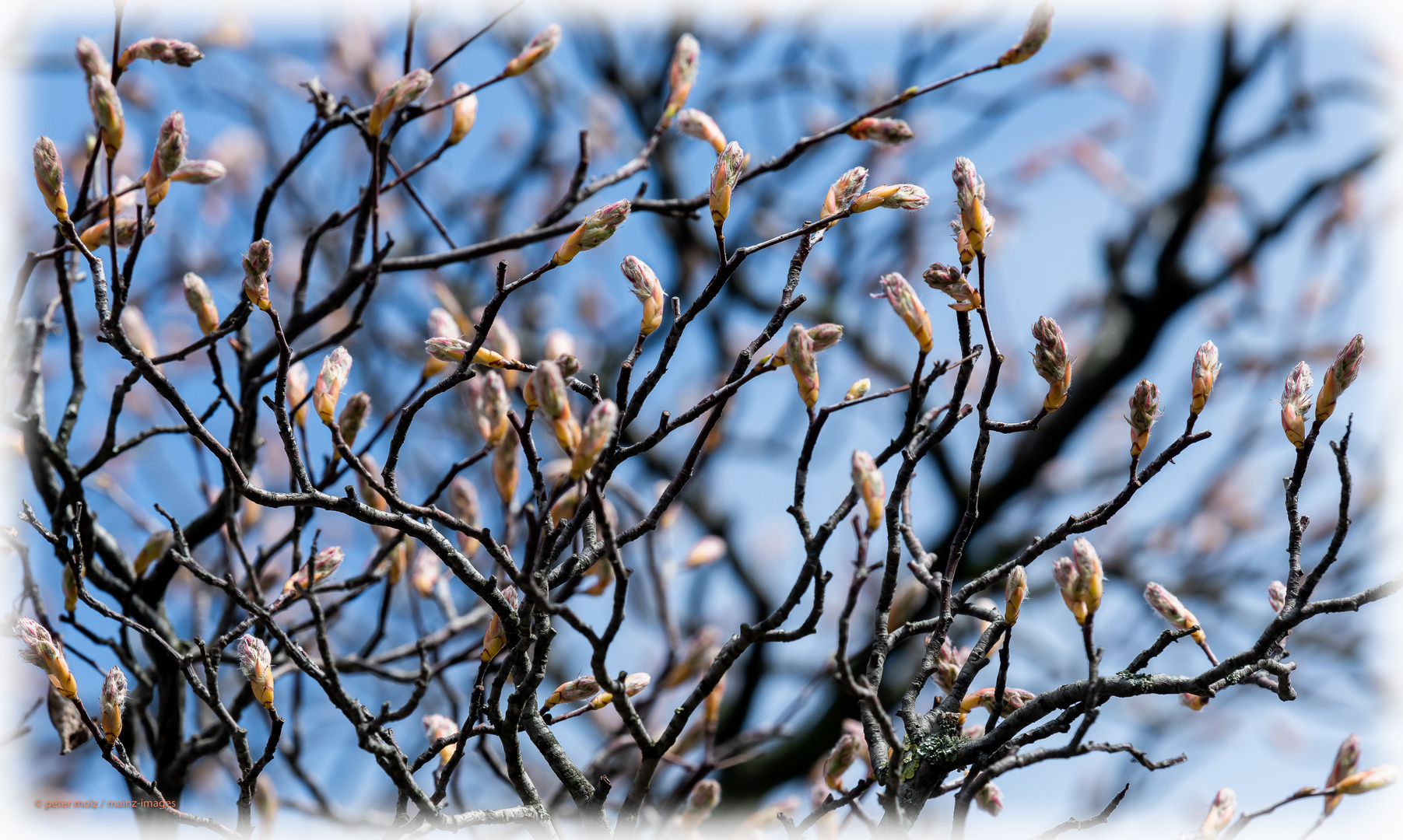 Mainz - Frühlingsboten (1)