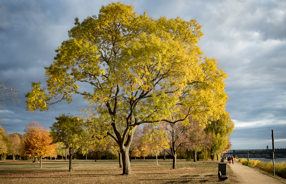 Mainz-Gustavsburg - Herbstfärbungen am Rheinufer der Maaraue