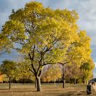 Mainz-Gustavsburg - Herbstfärbungen am Rheinufer der Maaraue