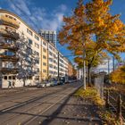 Mainz - Herbst im Kaiser-Wilhelm-Ring (2)  | November 2021