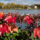 Mainz - Herbstfärbung am Rheinufer