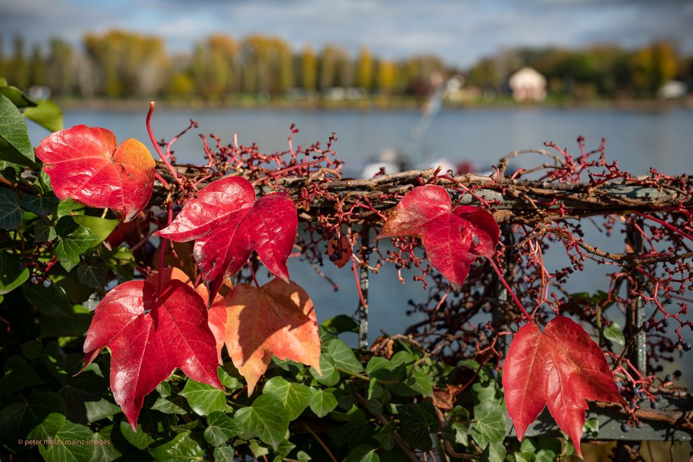 Mainz - Herbstfärbung am Rheinufer