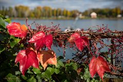 Mainz - Herbstfärbung am Rheinufer