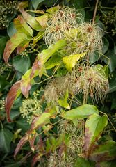 Mainz - Herbstfarben (1)