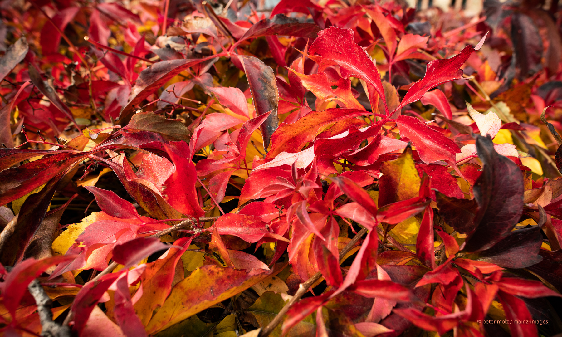 Mainz - Herbstfarben (2)