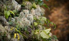 Mainz - Herbstimpressionen