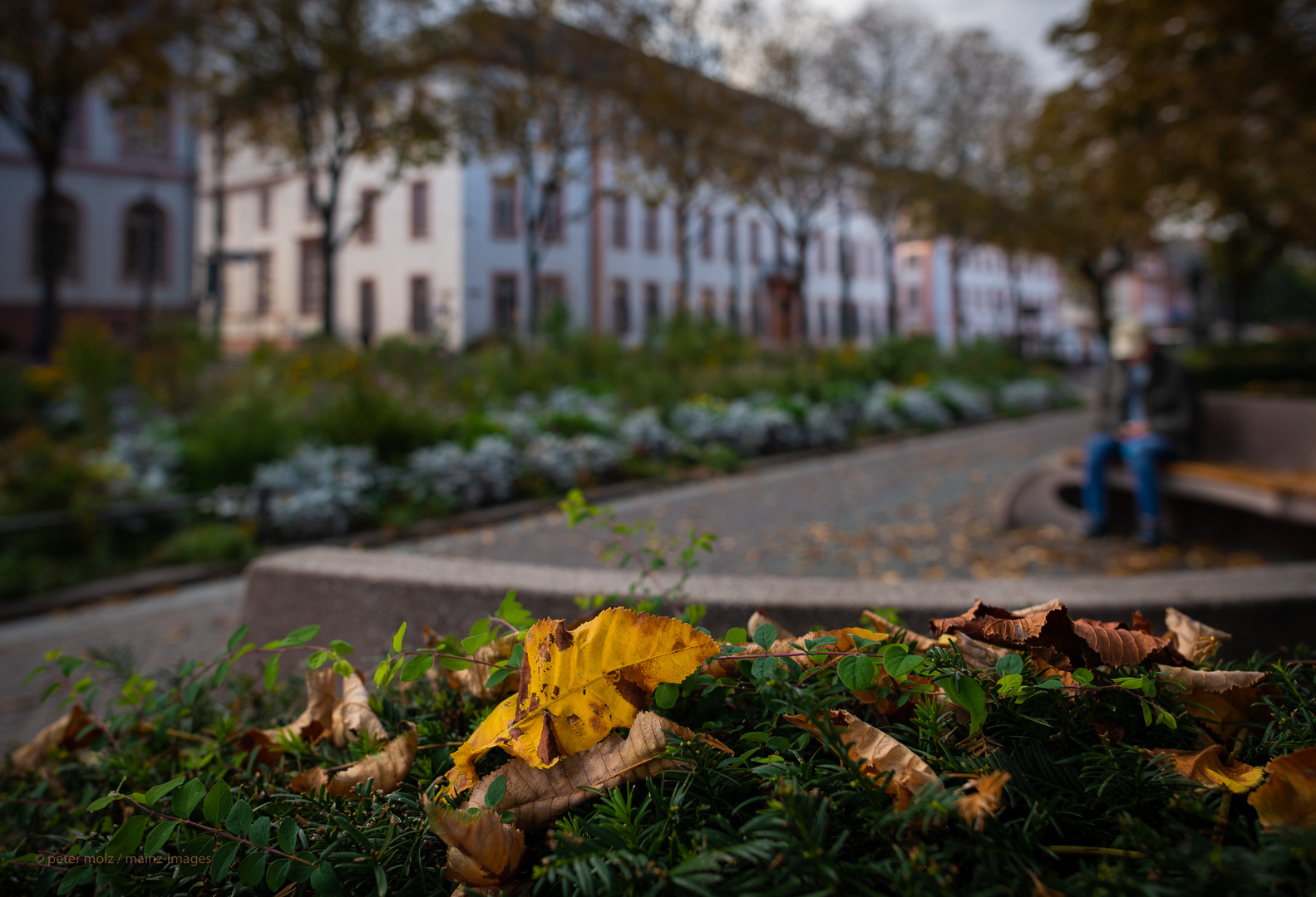 Mainz - Herbststimmung auf dem Schillerplatz