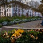 Mainz - Herbststimmung auf dem Schillerplatz