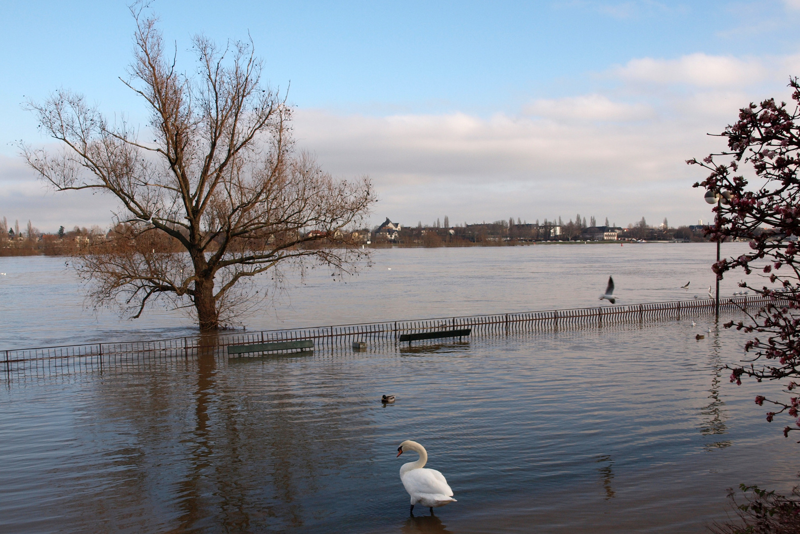 Mainz - Hochwasser am Rheinufer