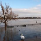 Mainz - Hochwasser am Rheinufer