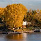 Mainz-Kastel  -  Herbstliches Farbenleuchten auf der Maaraue 