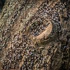 Mainz-Kostheim - Lindenwanzen an einem Baum auf der Maaraue (4)