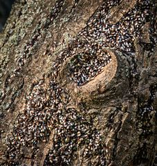 Mainz-Kostheim - Lindenwanzen an einem Baum auf der Maaraue (4)