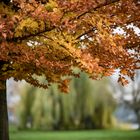 Mainz-Kostheim - November Herbststimmung auf der Maaraue