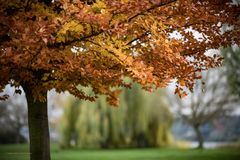 Mainz-Kostheim - November Herbststimmung auf der Maaraue