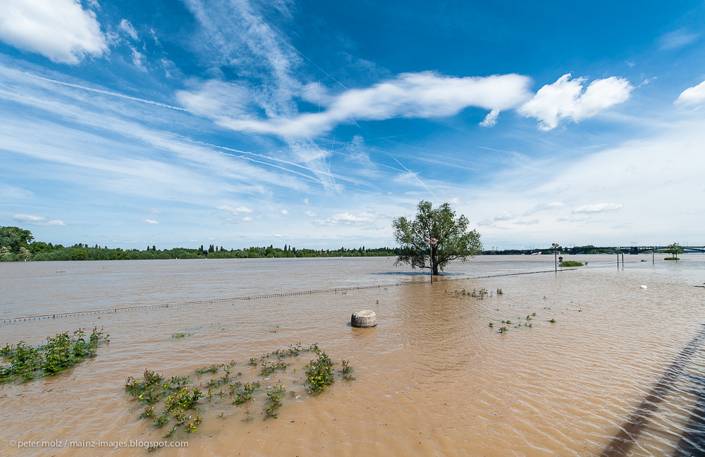 Mainz - Mainzer Seenplatte Juni 2013 (Hochwasser)