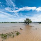 Mainz - Mainzer Seenplatte Juni 2013 (Hochwasser)