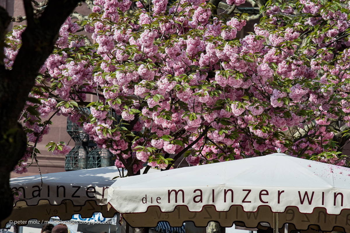 Mainz - Marktfrühstück unter blühenden Bäumen auf dem Liebfrauenplatz