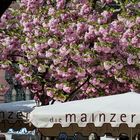 Mainz - Marktfrühstück unter blühenden Bäumen auf dem Liebfrauenplatz