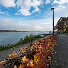 Mainz - Spaziergang am Rheinufer im Herbst