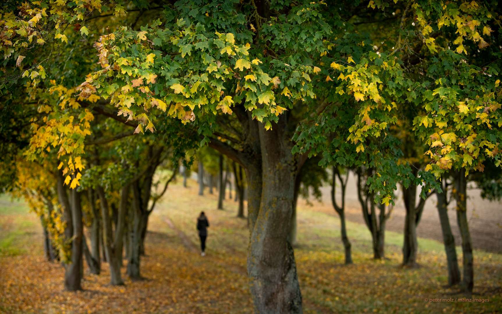 Mainz - Spaziergang im Herbst